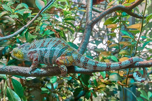 chameleon-2645503__340
